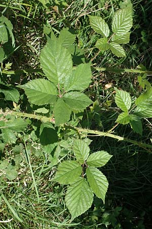 Rubus adornatus \ Schmuck-Brombeere, Geschmckte Brombeere, D Wolfhagen 15.6.2019