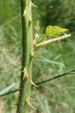 Rubus adornatus / Adorned Bramble, D Wolfhagen 15.6.2019