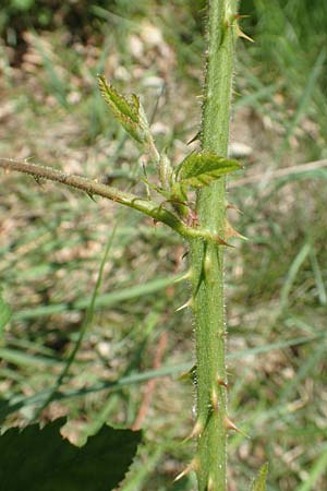 Rubus adornatus \ Schmuck-Brombeere, Geschmckte Brombeere, D Wolfhagen 15.6.2019