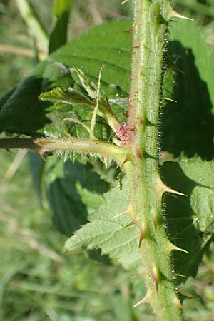 Rubus adornatus \ Schmuck-Brombeere, Geschmckte Brombeere / Adorned Bramble, D Wolfhagen 15.6.2019