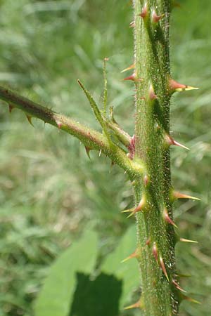 Rubus adornatus \ Schmuck-Brombeere, Geschmckte Brombeere, D Wolfhagen 15.6.2019