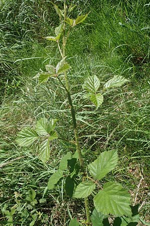 Rubus adornatus \ Schmuck-Brombeere, Geschmckte Brombeere / Adorned Bramble, D Wolfhagen 15.6.2019