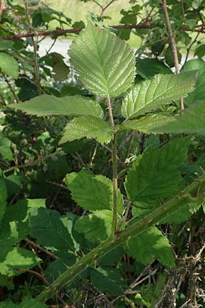 Rubus adornatus \ Schmuck-Brombeere, Geschmckte Brombeere, D Wolfhagen 15.6.2019