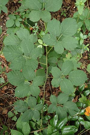 Rubus armeniacus \ Garten-Brombeere, Armenische Brombeere, D Karlsruhe 14.8.2019