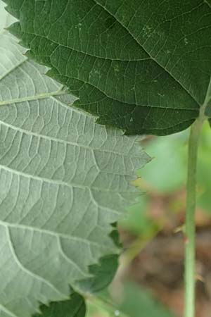 Rubus armeniacus \ Garten-Brombeere, Armenische Brombeere, D Karlsruhe 14.8.2019