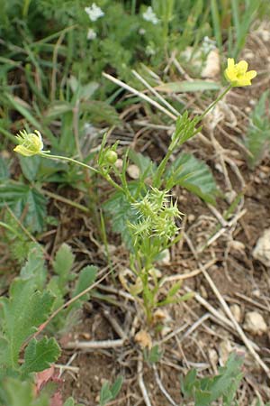 Ranunculus arvensis \ Acker-Hahnenfu, D Neuleiningen 14.5.2020