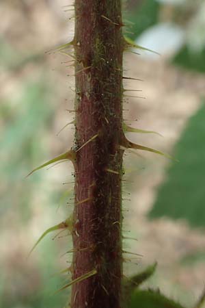 Rubus apricus \ Besonnte Brombeere, D Spessart, Mernes 20.6.2020