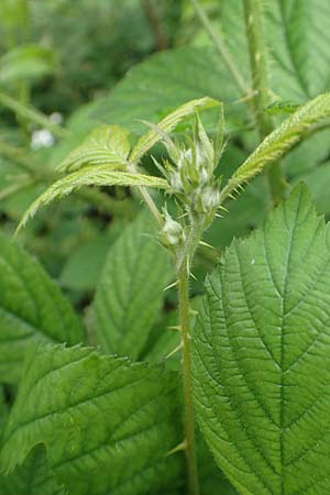 Rubus apricus \ Besonnte Brombeere, D Spessart, Mernes 20.6.2020