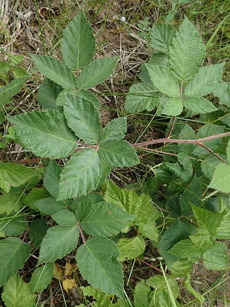 Rubus albiflorus \ Weibltige Brombeere / White-Flowered Bramble, D Langenprozelten 21.6.2020