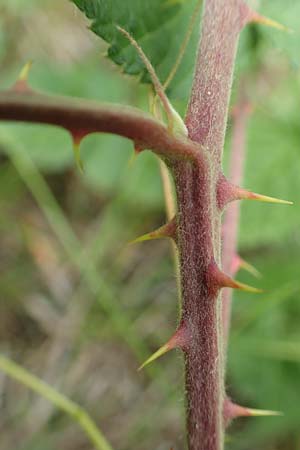 Rubus albiflorus \ Weibltige Brombeere, D Langenprozelten 21.6.2020