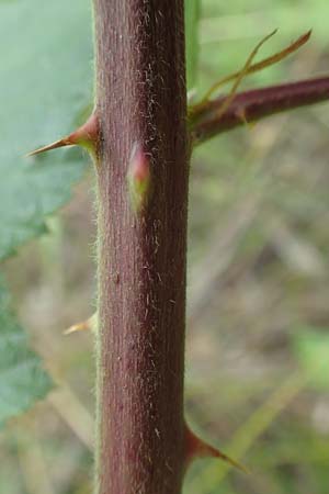 Rubus albiflorus \ Weibltige Brombeere, D Langenprozelten 21.6.2020