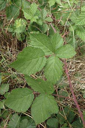 Rubus appropinquatus \ Angenherte Haselblatt-Brombeere / Approximate Bramble, D Vaihingen-Ensingen 24.7.2020