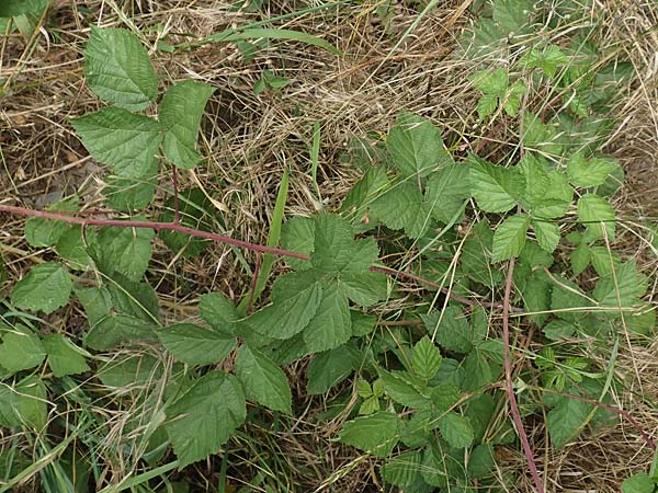 Rubus appropinquatus \ Angenherte Haselblatt-Brombeere / Approximate Bramble, D Vaihingen-Ensingen 24.7.2020