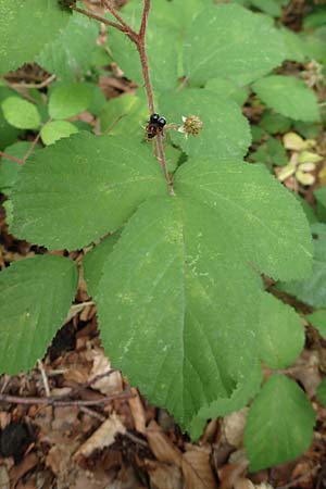 Rubus adornatoides \ Falsche Schmuck-Brombeere, Schmuckartige Brombeere / False Adorned Bramble, D Herne 28.7.2020