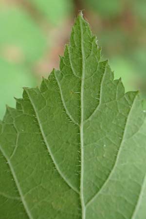 Rubus adornatoides \ Falsche Schmuck-Brombeere, Schmuckartige Brombeere / False Adorned Bramble, D Herne 28.7.2020