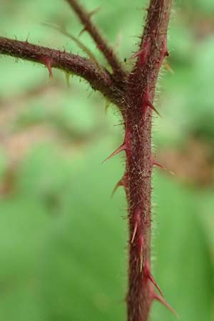 Rubus adornatoides \ Falsche Schmuck-Brombeere, Schmuckartige Brombeere / False Adorned Bramble, D Herne 28.7.2020
