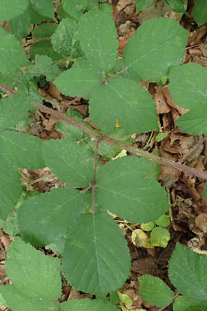 Rubus adornatoides \ Falsche Schmuck-Brombeere, Schmuckartige Brombeere / False Adorned Bramble, D Herne 28.7.2020