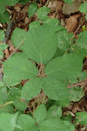 Rubus adornatoides \ Falsche Schmuck-Brombeere, Schmuckartige Brombeere / False Adorned Bramble, D Herne 28.7.2020