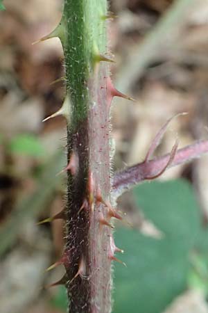 Rubus adornatoides \ Falsche Schmuck-Brombeere, Schmuckartige Brombeere / False Adorned Bramble, D Herne 28.7.2020