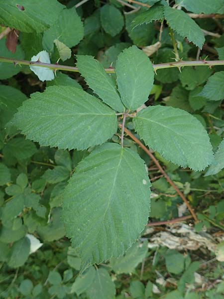 Rubus austroslovacus \ Sdslowakische Brombeere, D Odenwald, Fürth-Erlenbach 27.8.2020