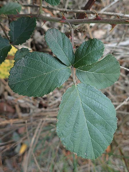 Rubus arduennensis \ Ardennen-Brombeere, D Bürstadt 25.10.2020