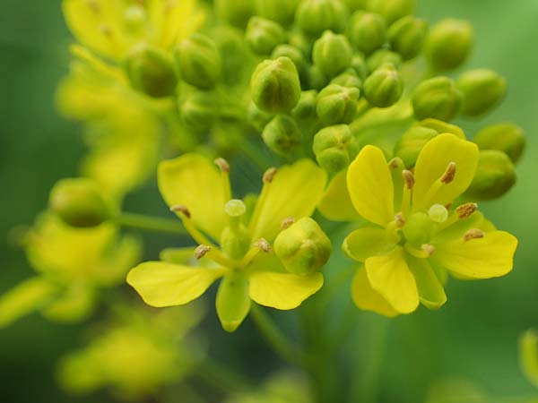 Rorippa austriaca \ sterreicher Sumpfkresse / Austrian Yellow-Cress, D Mannheim 23.5.2021