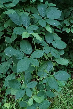 Rubus allegheniensis / Allegheny Blackberry, D Osnabrück 10.8.2021