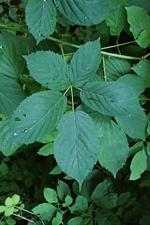 Rubus allegheniensis / Allegheny Blackberry, D Osnabrück 10.8.2021