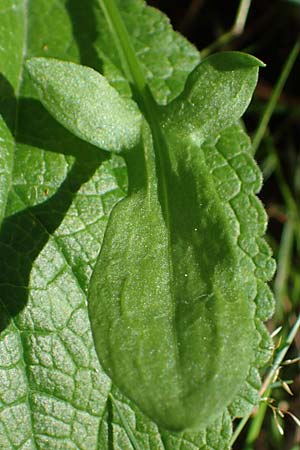 Rumex acetosella \ Kleiner Sauer-Ampfer / Sheep's Sorrel, D Mörfelden-Walldorf 14.8.2021