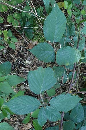 Rubus appropinquatus \ Angenherte Haselblatt-Brombeere / Approximate Bramble, D Odenwald, Fürth 21.8.2021