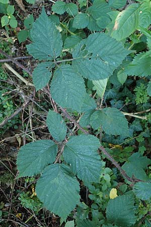 Rubus appropinquatus \ Angenherte Haselblatt-Brombeere / Approximate Bramble, D Odenwald, Fürth 21.8.2021