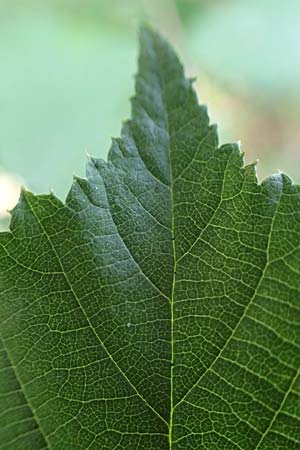 Rubus amiantinus \ Asbestschimmernde Brombeere / Asbestos-Gleaming Bramble, D Odenwald, Birkenau 21.8.2021