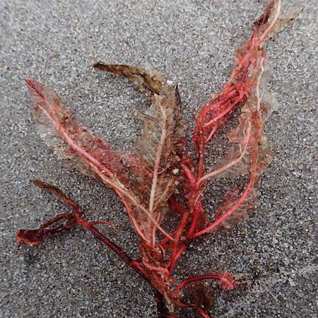 Rhodophytina specE ? \ Rot-Alge / Red Alga, D Hohwacht 13.9.2021