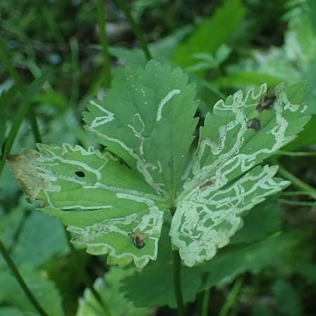 Ranunculus aconitifolius \ Eisenhutblttriger Hahnenfu / Aconite-Leaved Buttercup, D Eberbach-Gaimühle 9.6.2023