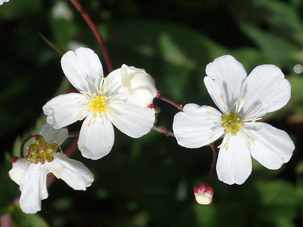 Ranunculus aconitifolius \ Eisenhutblttriger Hahnenfu, D Rhön, Heidelstein 20.6.2023