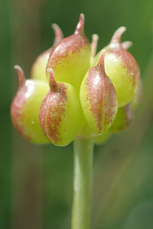 Ranunculus aconitifolius \ Eisenhutblttriger Hahnenfu, D Rhön, Heidelstein 20.6.2023