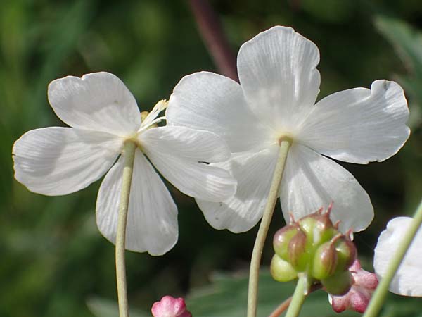 Ranunculus aconitifolius \ Eisenhutblttriger Hahnenfu / Aconite-Leaved Buttercup, D Rhön, Heidelstein 20.6.2023