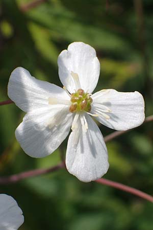 Ranunculus aconitifolius \ Eisenhutblttriger Hahnenfu, D Rhön, Heidelstein 20.6.2023