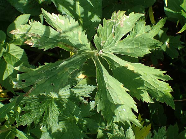 Ranunculus aconitifolius \ Eisenhutblttriger Hahnenfu, D Rhön, Heidelstein 20.6.2023