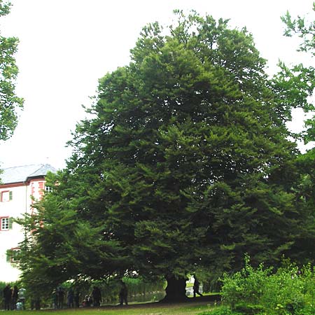 Fagus sylvatica / Beech, D Angelbachtal 25.5.2015