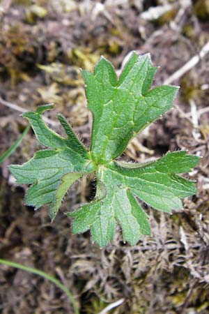 Ranunculus breyninus \ Gebirgs-Hahnenfu / Buttercup, D Trochtelfingen 2.6.2015