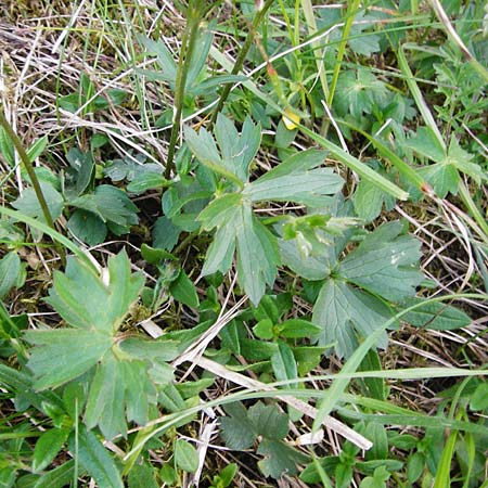 Ranunculus breyninus \ Gebirgs-Hahnenfu / Buttercup, D Trochtelfingen 2.6.2015