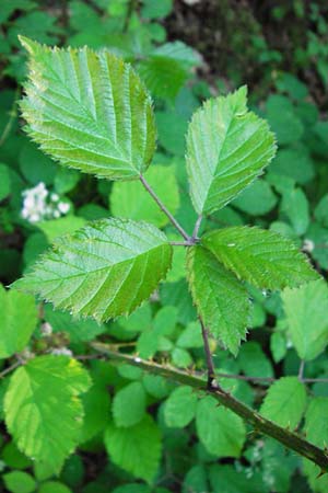 Rubus bifrons \ Zweifarbige Brombeere / Twice-Leaved Bramble, Himalayan Berry, D Odenwald, Unterflockenbach 2.7.2015