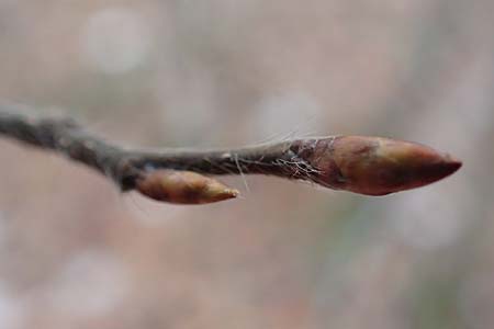 Fagus sylvatica \ Rot-Buche / Beech, D Wachenheim 4.1.2015