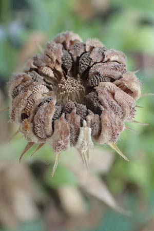 Calendula officinalis \ Garten-Ringelblume / Pot Marigold, D Mannheim 24.6.2016