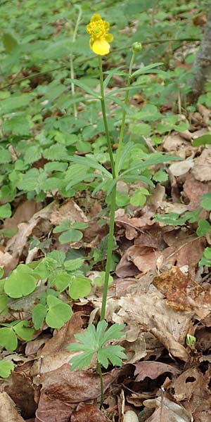 Ranunculus bonnensis \ Bonner Gold-Hahnenfu / Bonn Goldilocks, D Bonn 23.4.2017