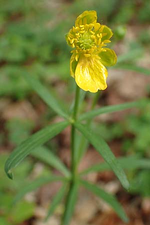 Ranunculus bonnensis \ Bonner Gold-Hahnenfu / Bonn Goldilocks, D Bonn 23.4.2017