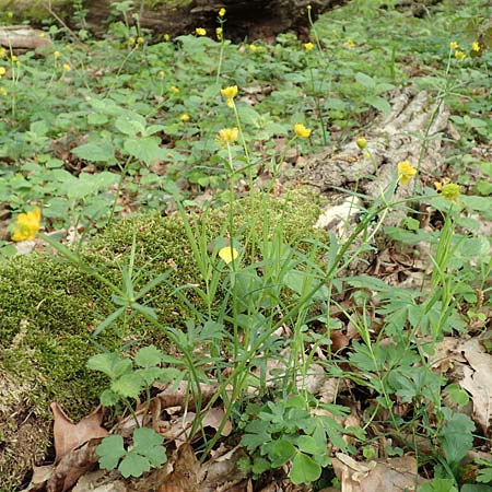 Ranunculus bonnensis \ Bonner Gold-Hahnenfu / Bonn Goldilocks, D Bonn 23.4.2017