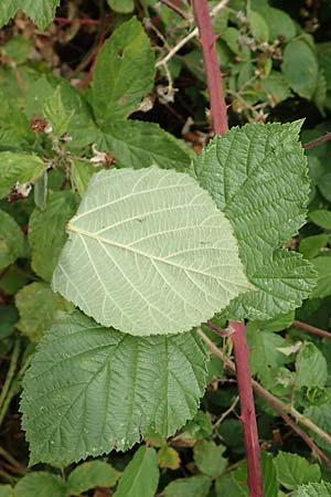 Rubus baruthicus \ Bayreuther Haselblatt-Brombeere / Bayreuth Bramble, D Odenwald, Fürth 5.7.2018