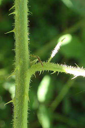 Rubus bonus-henricus \ Guter-Heinrich-Brombeere / King Henry Bramble, D Neu-Isenburg 22.6.2019